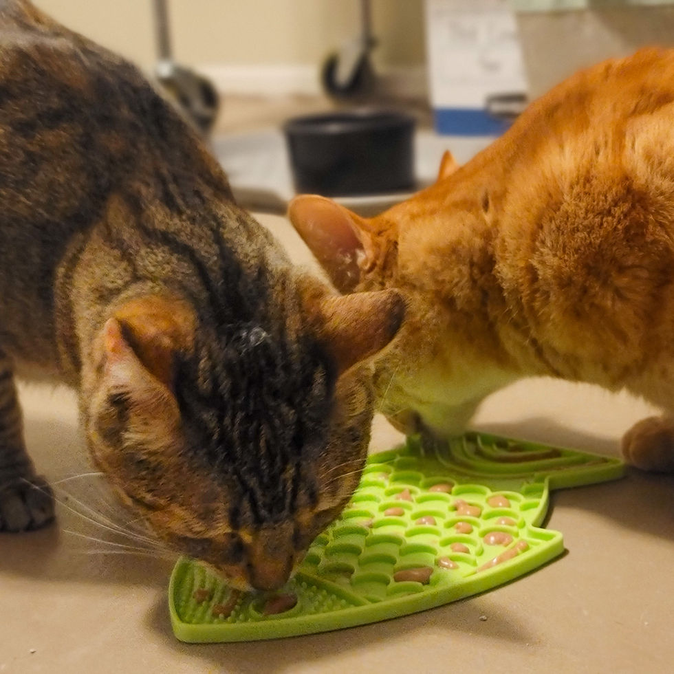 Cat Enrichment - Lick Mats