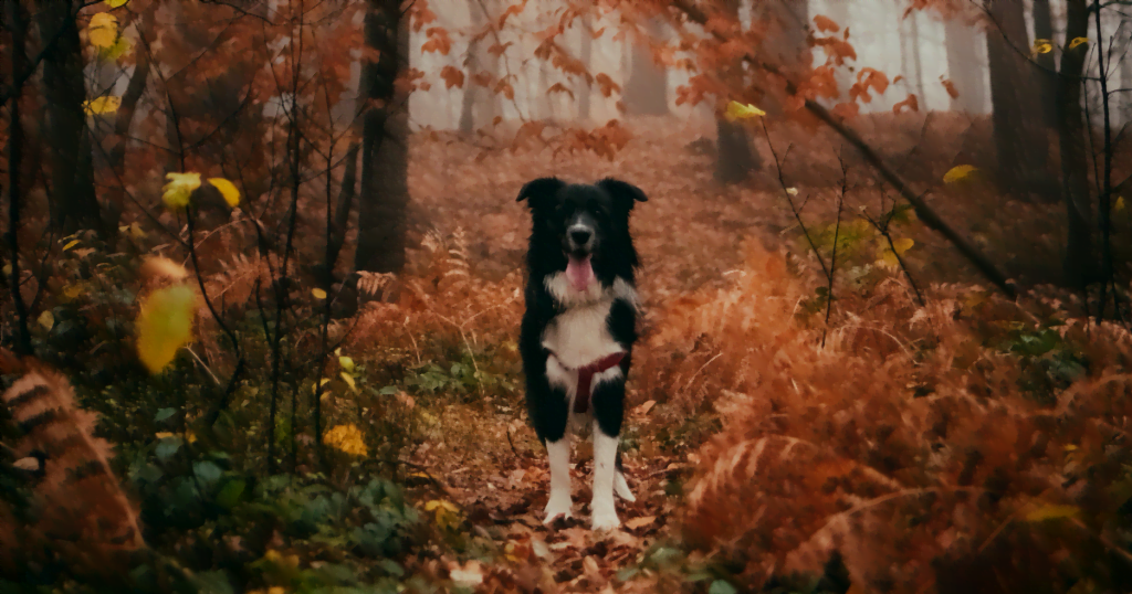 Photo by <a href="https://unsplash.com/@tadekl?utm_source=unsplash&utm_medium=referral&utm_content=creditCopyText">Tadeusz Lakota</a> on <a href="https://unsplash.com/s/photos/dog-autumn?utm_source=unsplash&utm_medium=referral&utm_content=creditCopyText">Unsplash</a> 