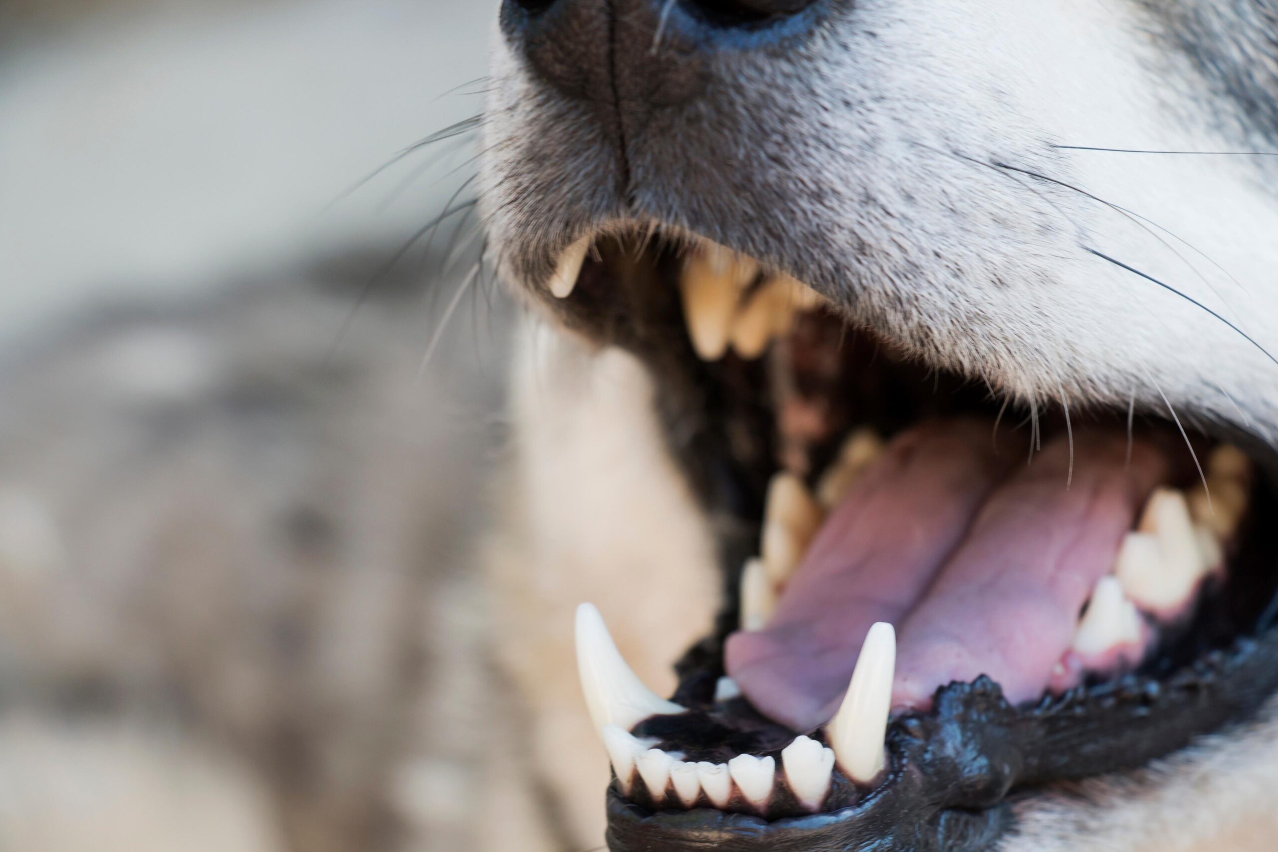Rotten Dog Teeth | How to Prevent Your Dog's Teeth Becoming Rotten – Skipper's Pet Products