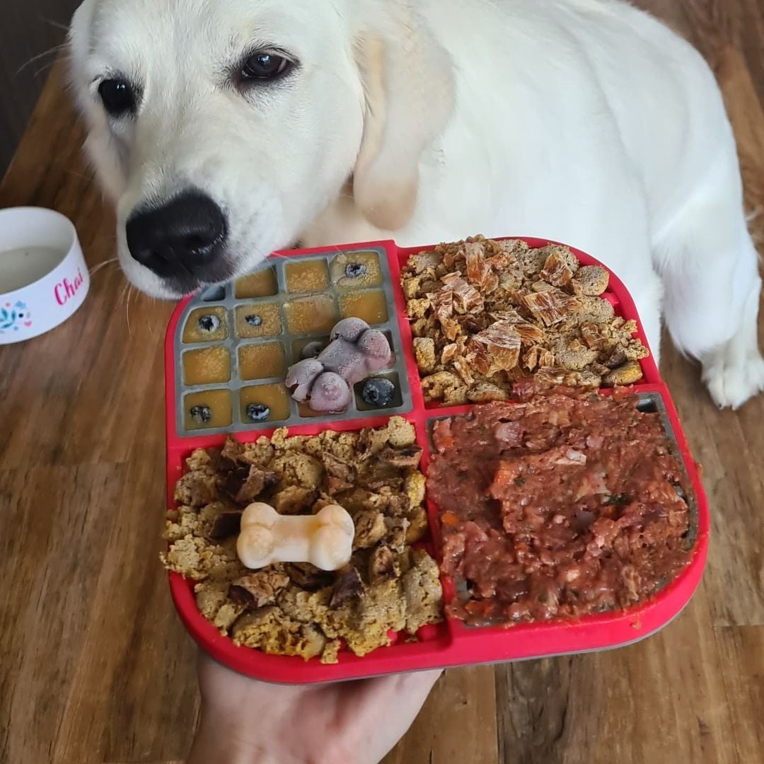 Golden Retriever and Labrador Puppy balanced meal with LickiMat® Slomo – LickiMat Australia