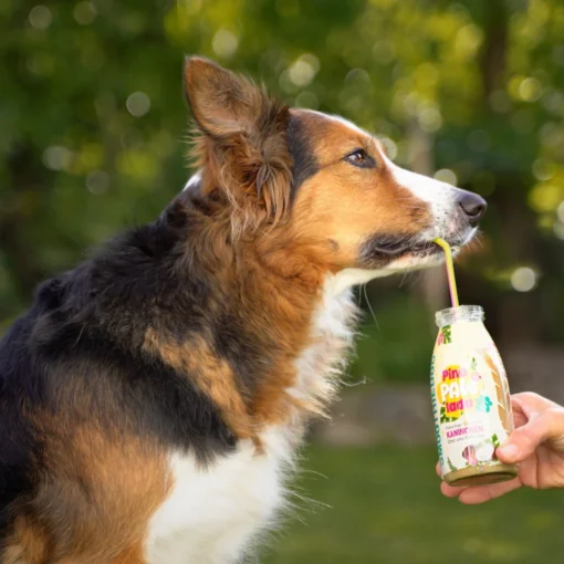 Pasji Smoothie - Pina PawLada 2