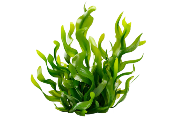 Divje irske morske alge (kelp)