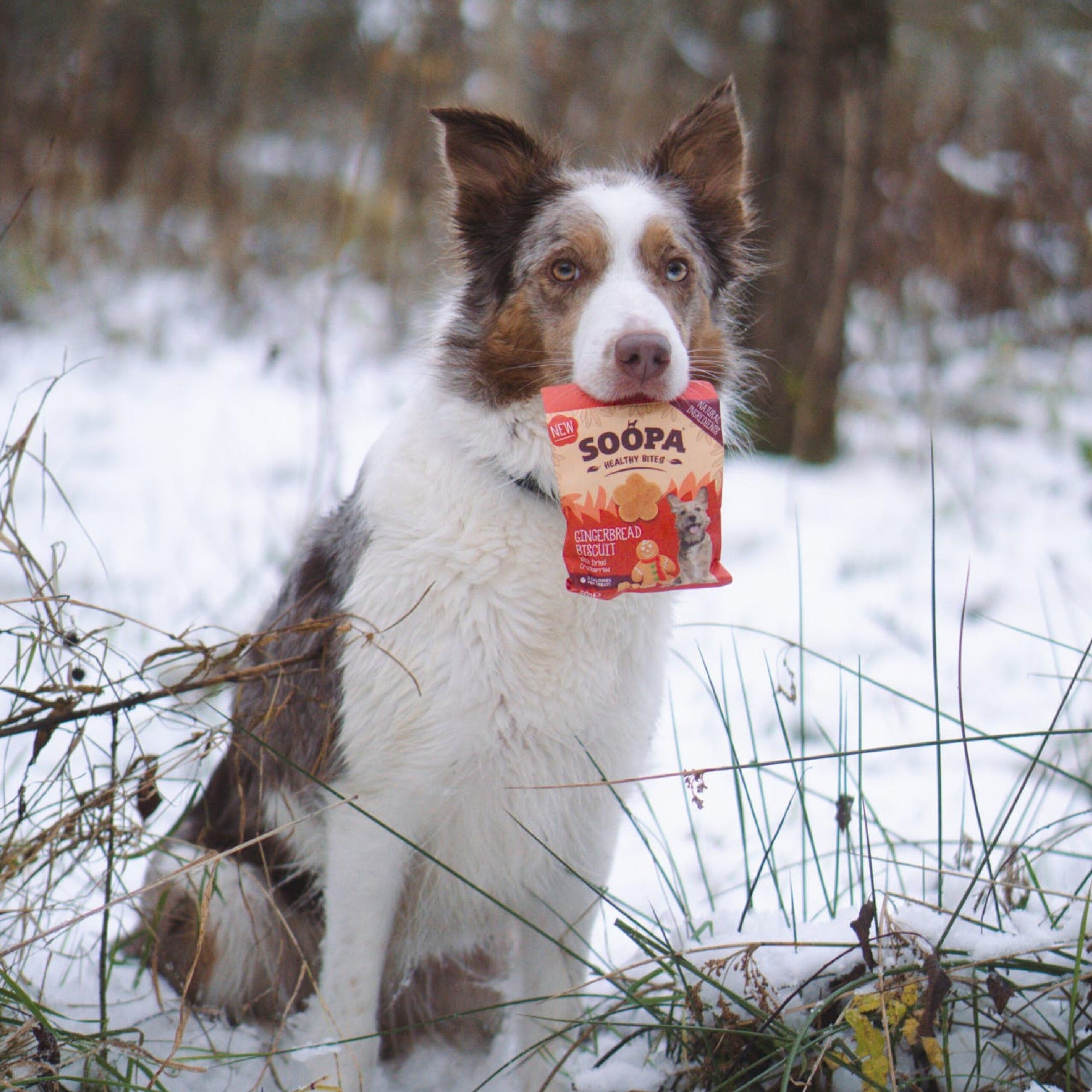Healthy Bites - Ingver & Brusnica 3