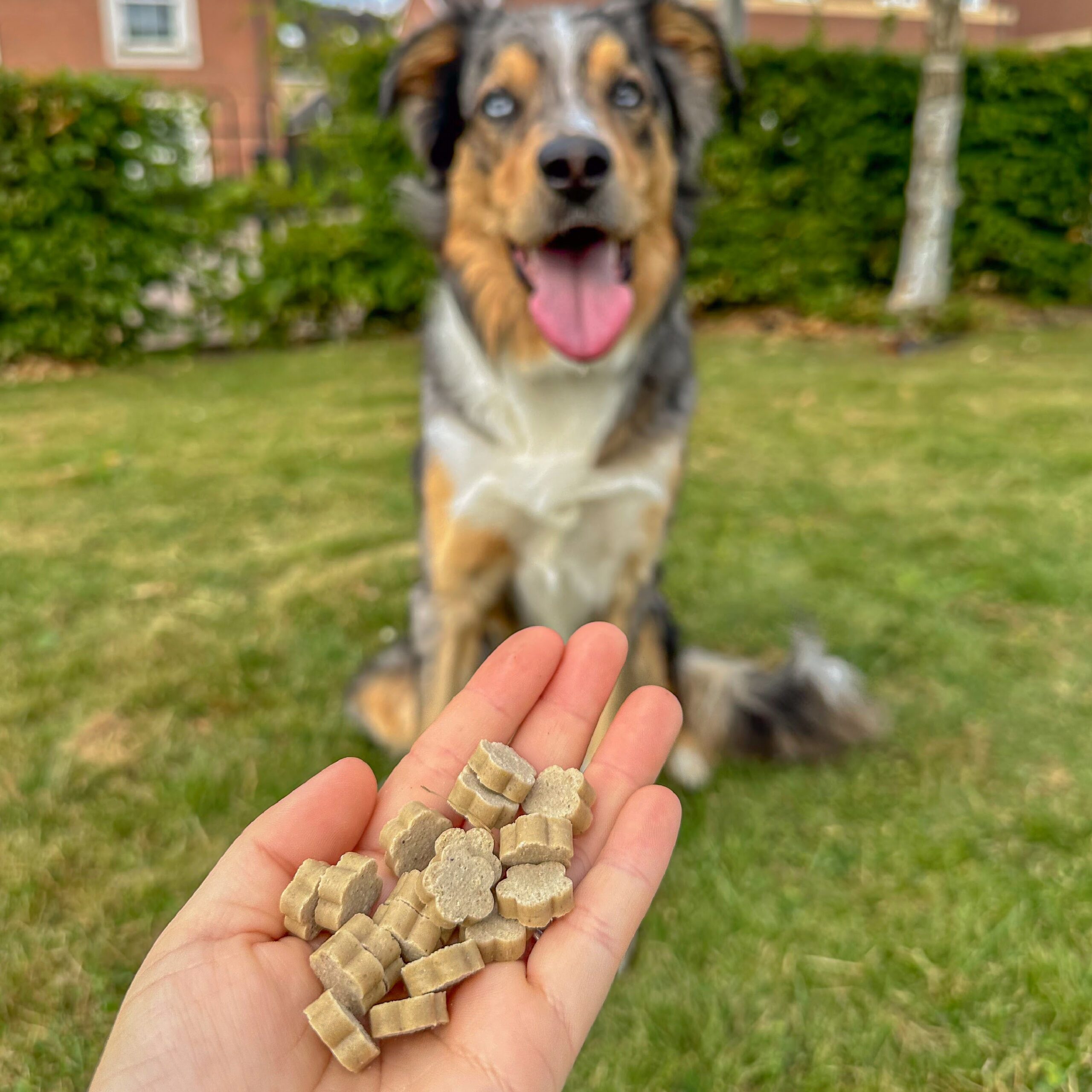 Healthy Bites - Jabolko & Borovnica 4