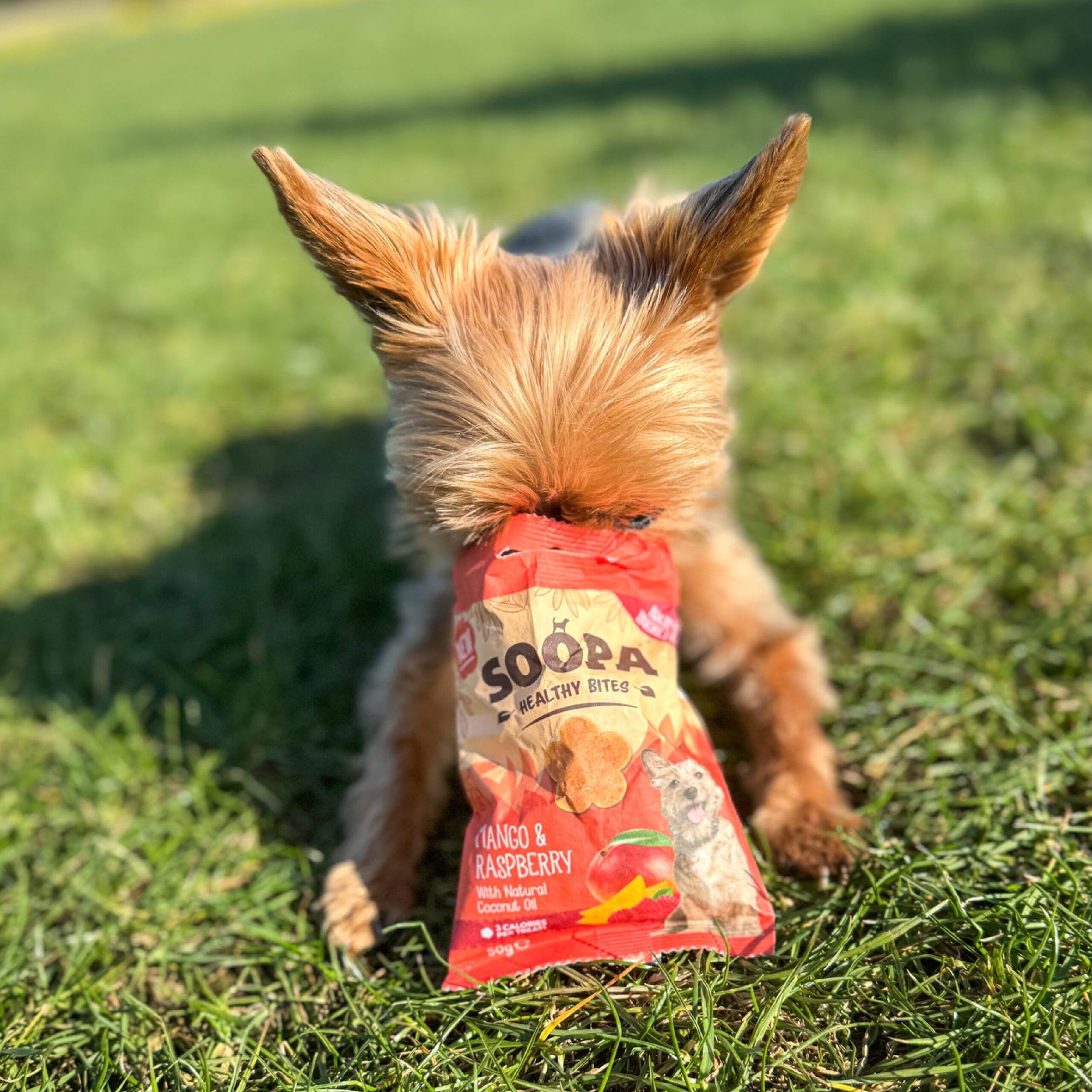 Healthy Bites - Mango & Malina 3