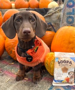 Healthy Bites Puppy - Banana & Buča 4