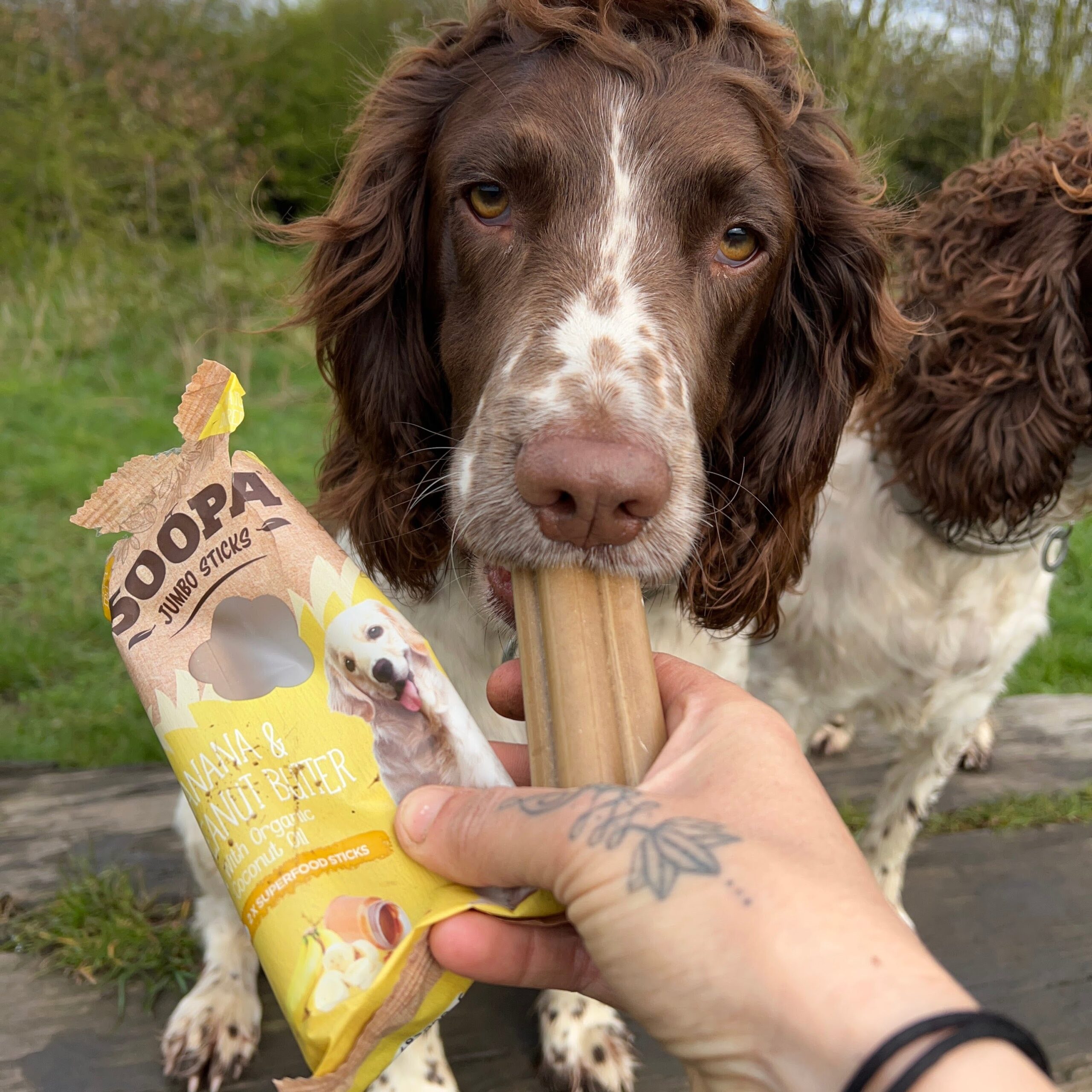 Jumbo Dental Sticks - Banana & Arašidovo maslo 4