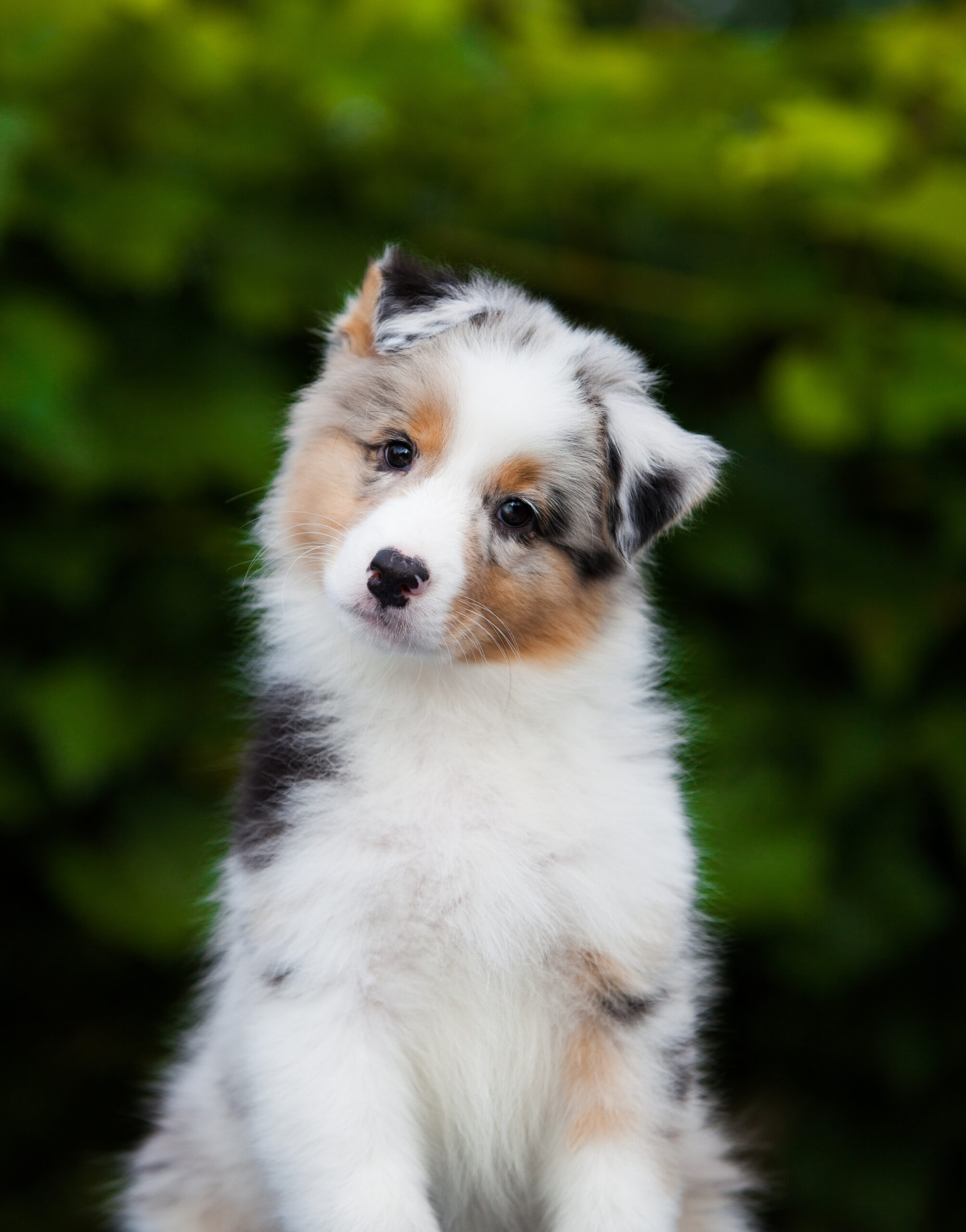 Melisa Veterina - podprite imunost