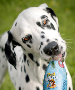 Pasji Smoothie - Pool Pawty 3